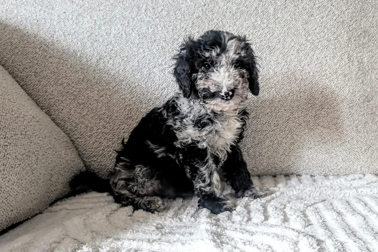 Cockapoo