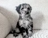 Cockapoo