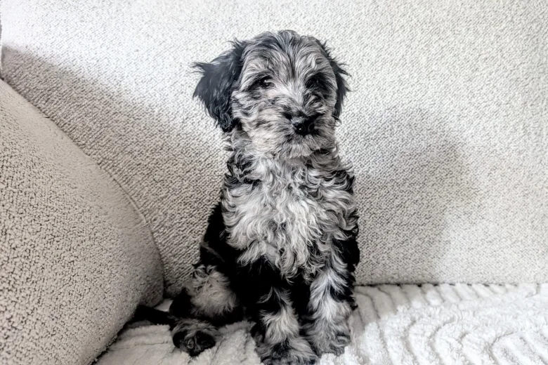 Cockapoo