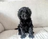 Cockapoo