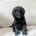 Cockapoo