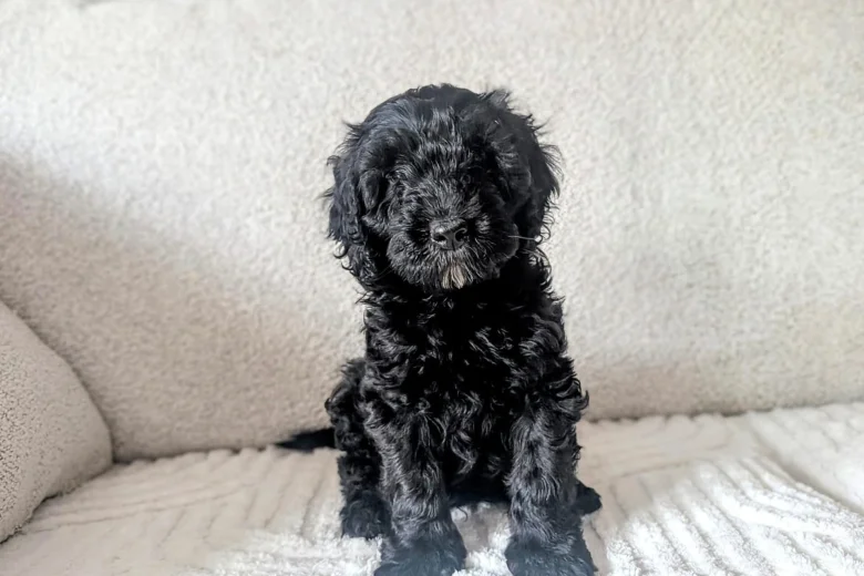Cockapoo