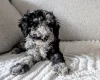 Cockapoo