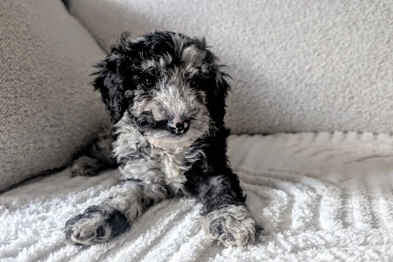 Cockapoo