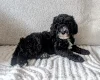 Cockapoo