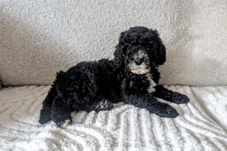 Cockapoo