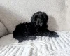 Cockapoo