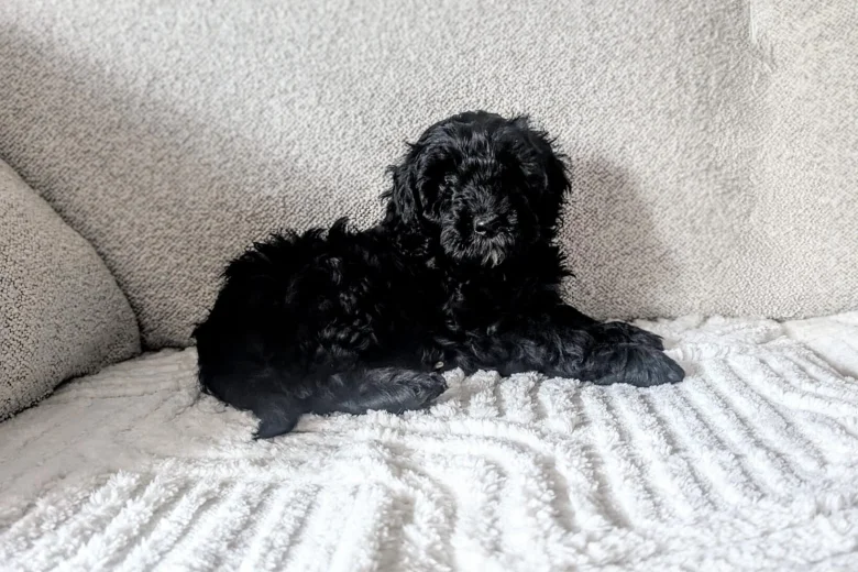 Cockapoo