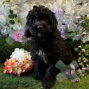 Cockapoo
