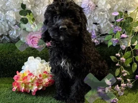 Cockapoo