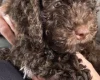 Cockapoo