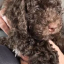 Cockapoo