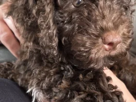 Cockapoo