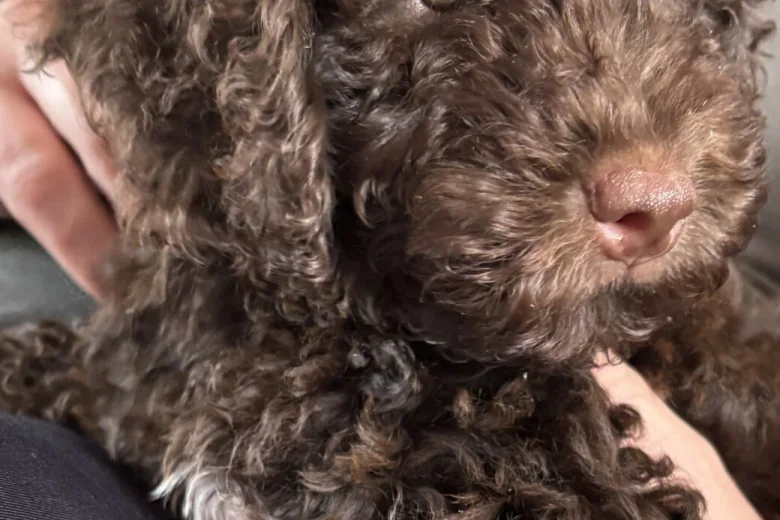 Cockapoo