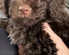 Cockapoo