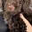 Cockapoo