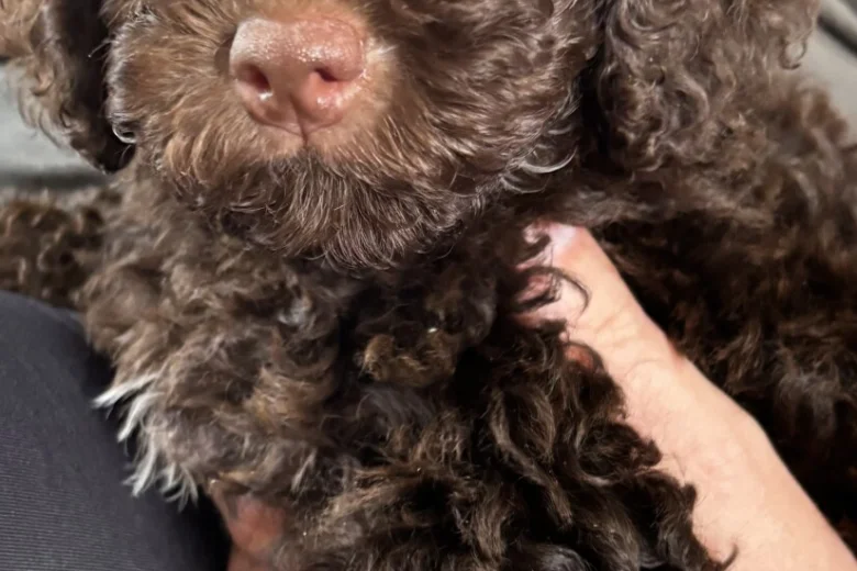 Cockapoo