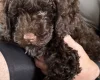 Cockapoo