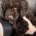Cockapoo
