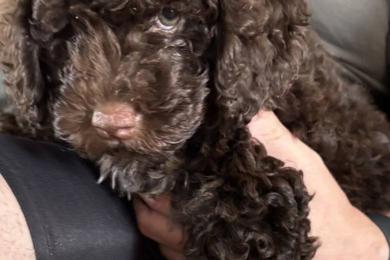 Cockapoo
