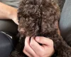 Cockapoo