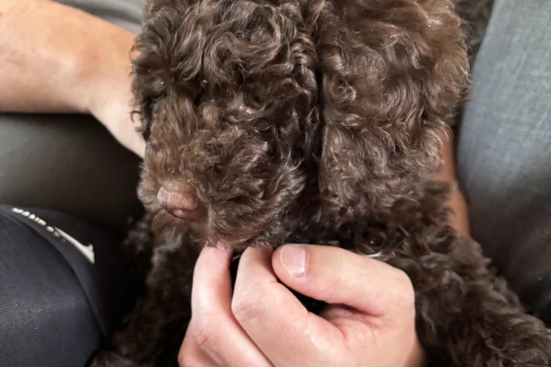 Cockapoo