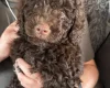 Cockapoo