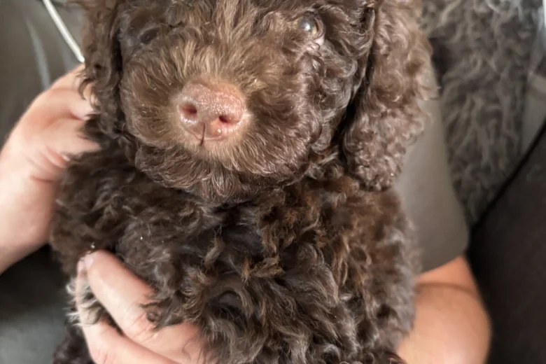Cockapoo
