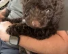 Cockapoo