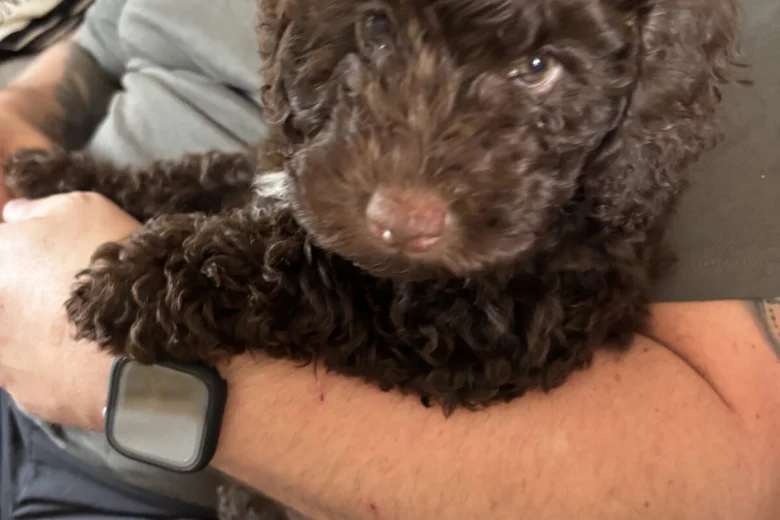 Cockapoo