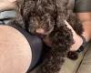 Cockapoo