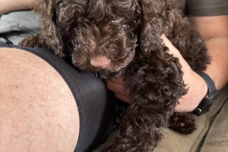 Cockapoo