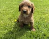 Cockapoo
