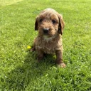 Cockapoo