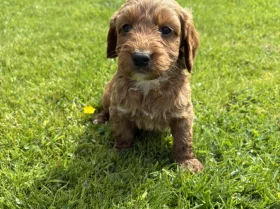 Cockapoo