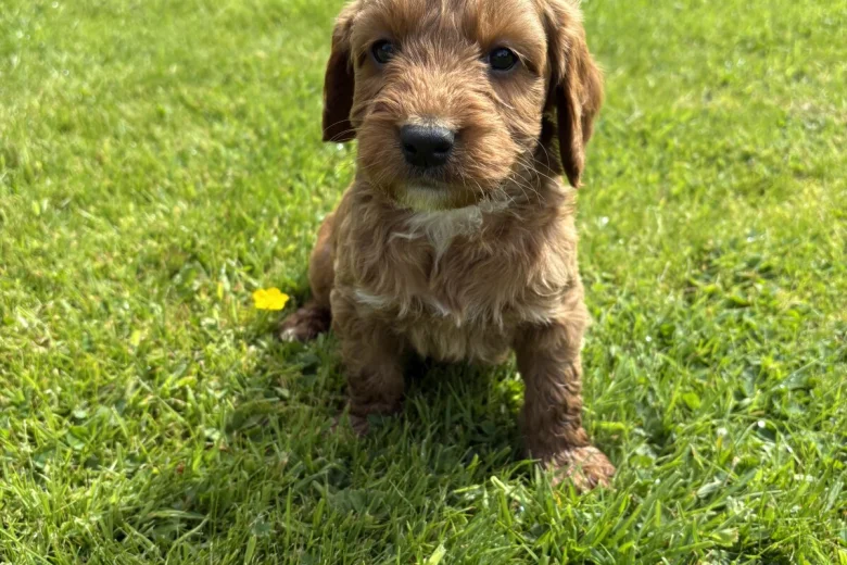 Cockapoo