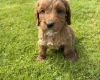 Cockapoo