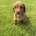 Cockapoo