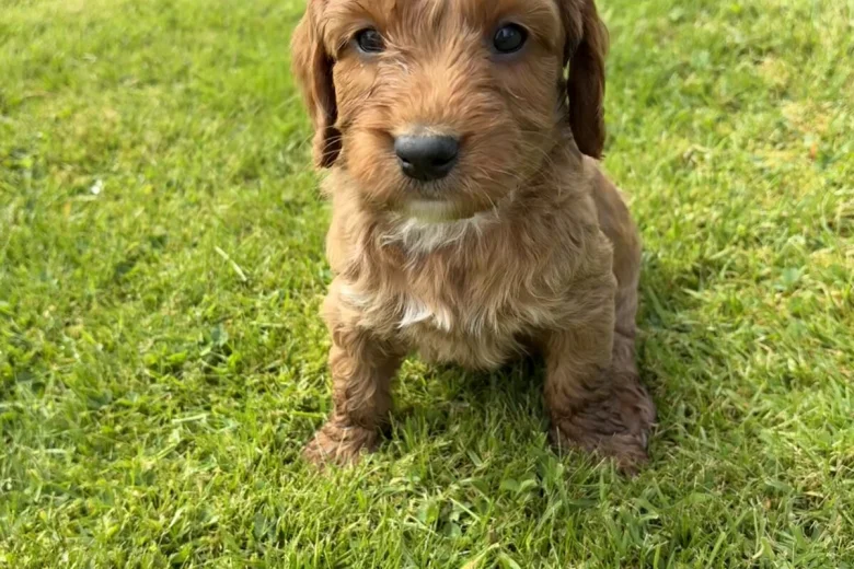 Cockapoo