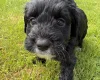 Cockapoo