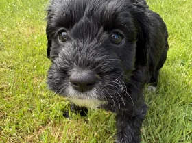Cockapoo