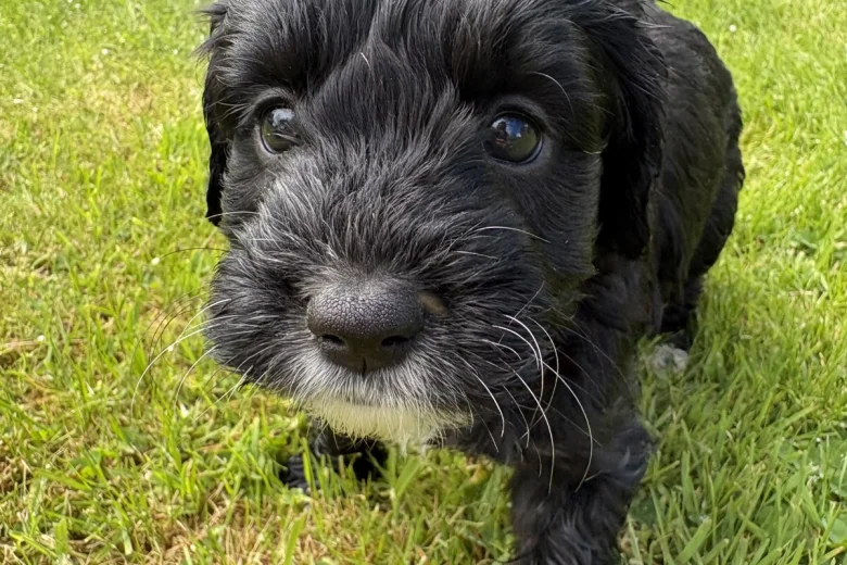 Cockapoo