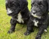 Cockapoo
