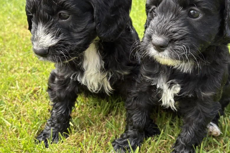Cockapoo
