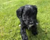 Cockapoo