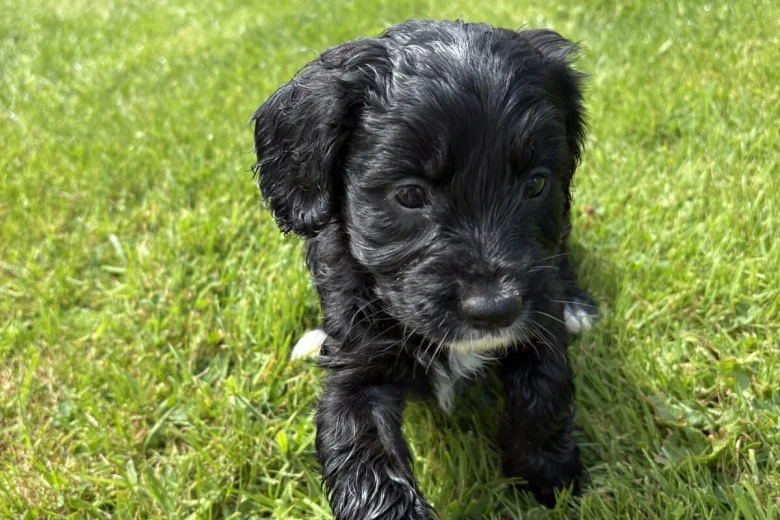 Cockapoo