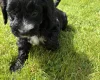Cockapoo