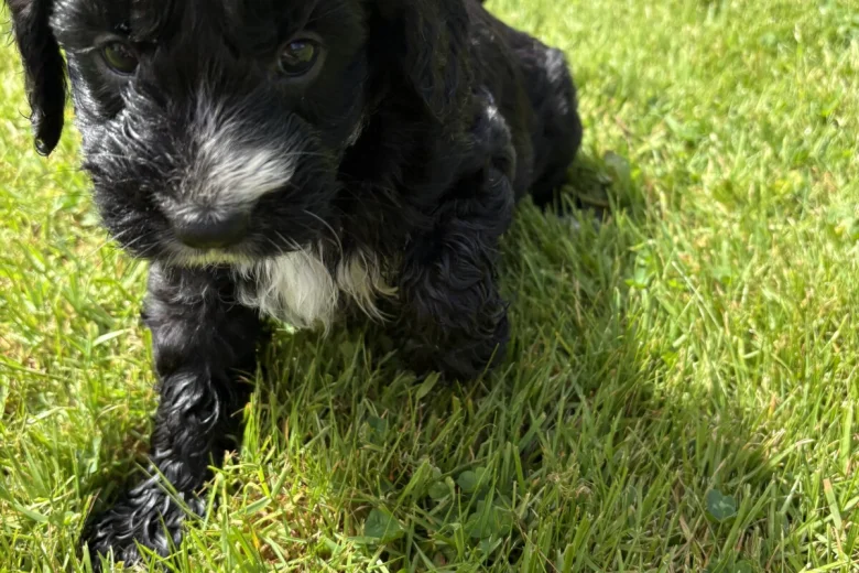 Cockapoo