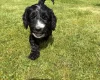 Cockapoo
