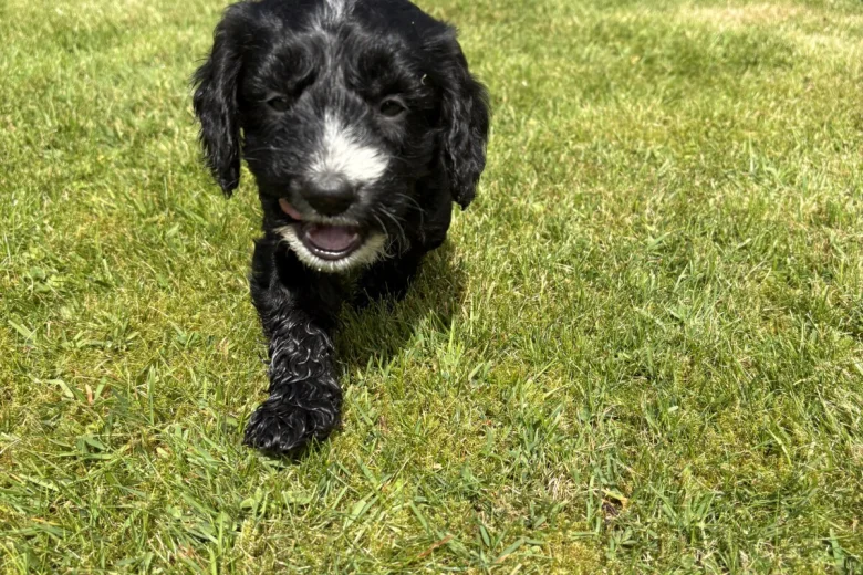 Cockapoo
